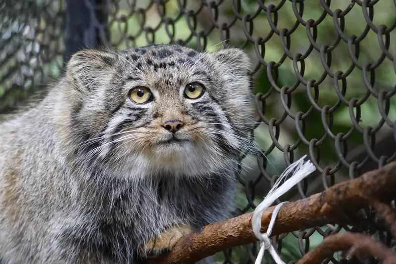 A photograph of a Pallas's cat in Novosibirsk Zoo