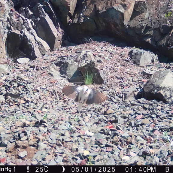 A photograph of a Pallas's cat from Egizkara [new] camera trap