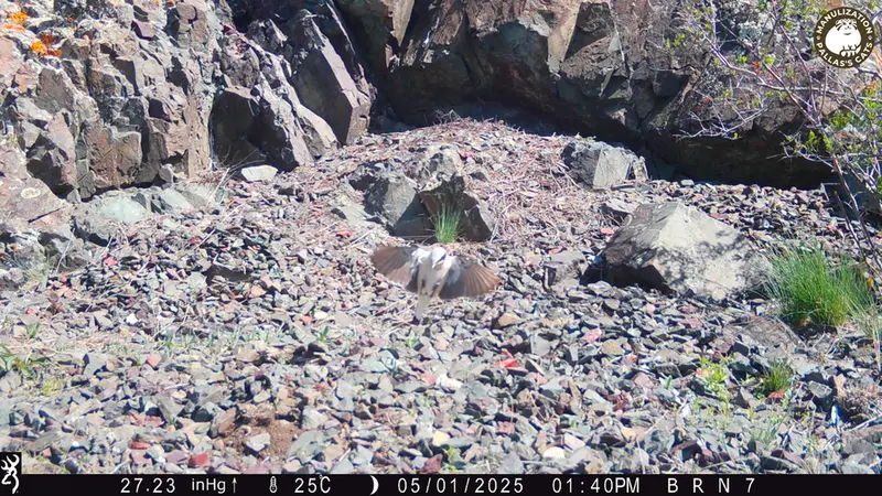 A photograph of a Pallas's cat from Egizkara [new] camera trap