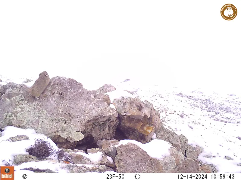 A photograph of Pika from Besshoky 1 camera trap