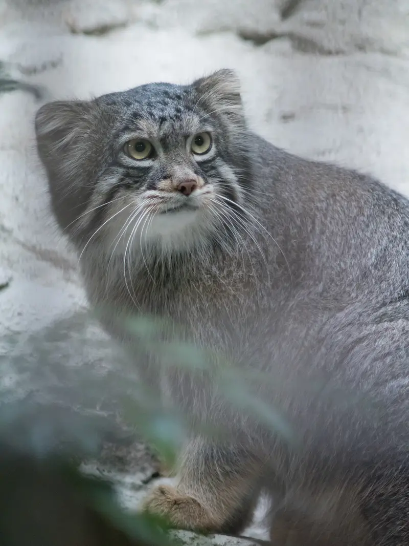 A photograph of Figa in Nogeyama Zoo