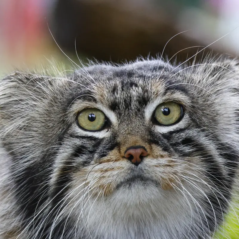 A photograph of a Pallas's cat