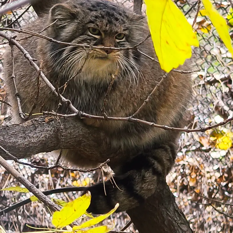 A photograph of Zosya in Novosibirsk Zoo