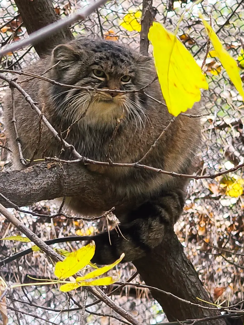 A photograph of Zosya in Novosibirsk Zoo