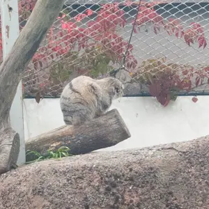 A photograph of Saimi in Korkeasaari Zoo
