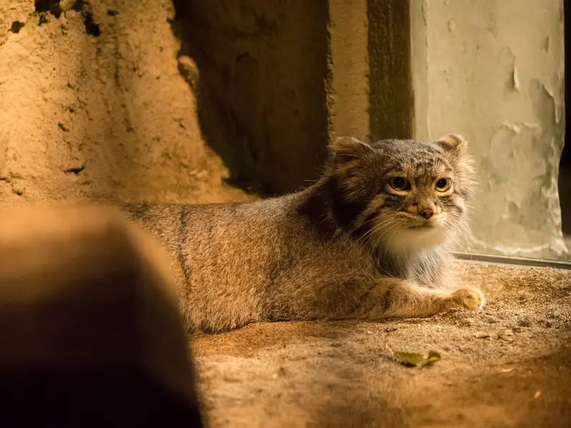 A photograph of a Pallas's cat