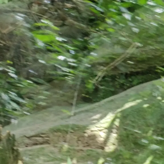 A photograph of a Pallas's cat in Parco Faunistico La Torbiera