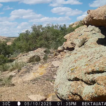 A photograph of Kazakh pika from Bektauata 2 camera trap
