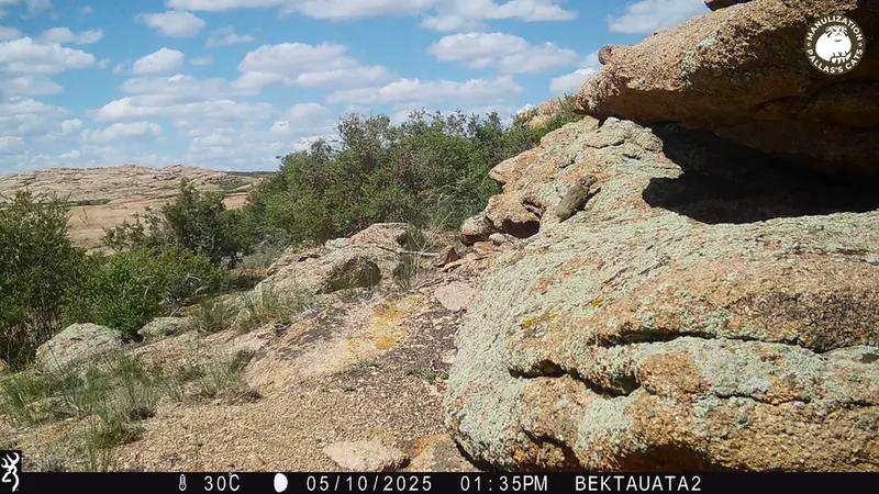 A photograph of Kazakh pika from Bektauata 2 camera trap