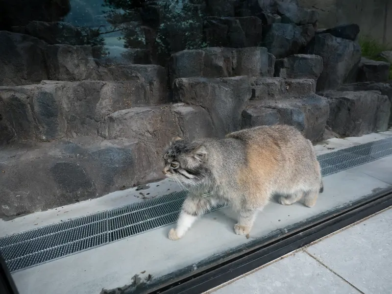 A photograph of Grusha in Asahiyama Zoo