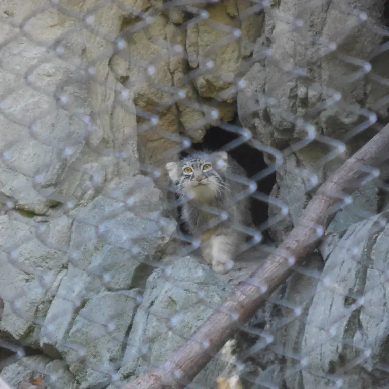 A photograph of Goose in Woodland Park Zoo