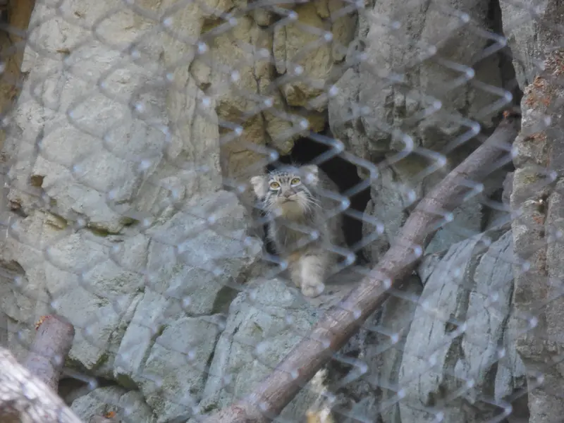 A photograph of Goose in Woodland Park Zoo