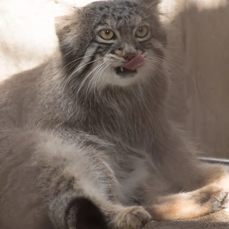 A photograph of Figa in Nogeyama Zoo