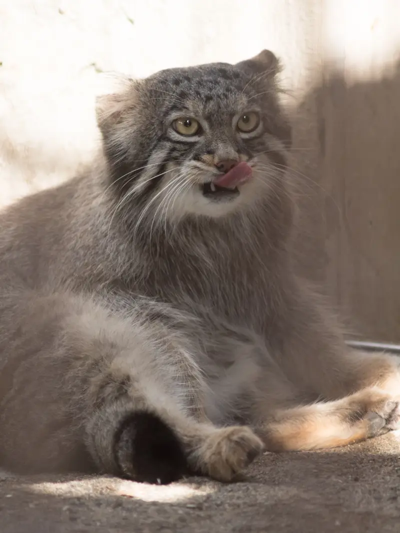A photograph of Figa in Nogeyama Zoo