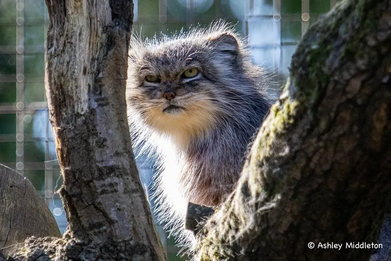 A photograph of a Pallas's cat