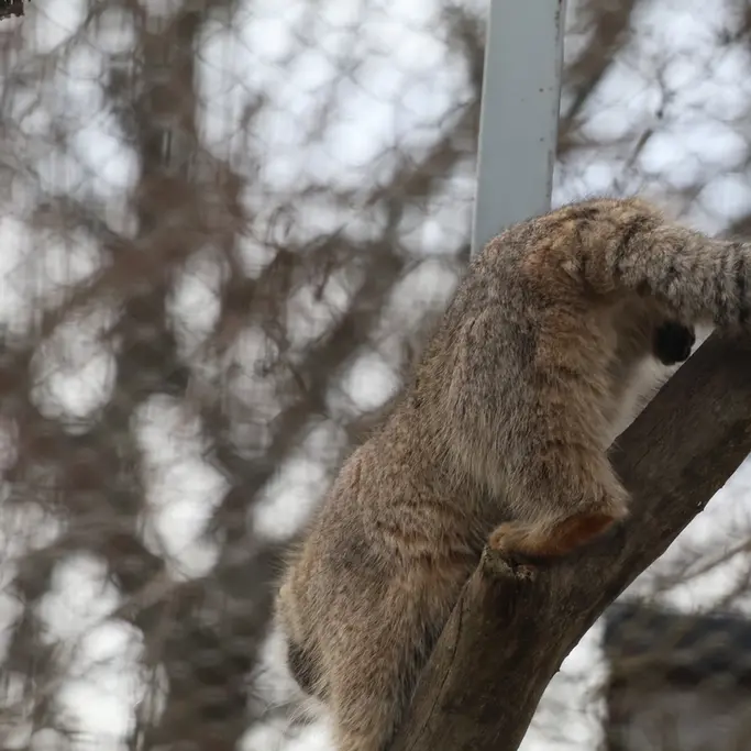 A photograph of Arkas in Korkeasaari Zoo