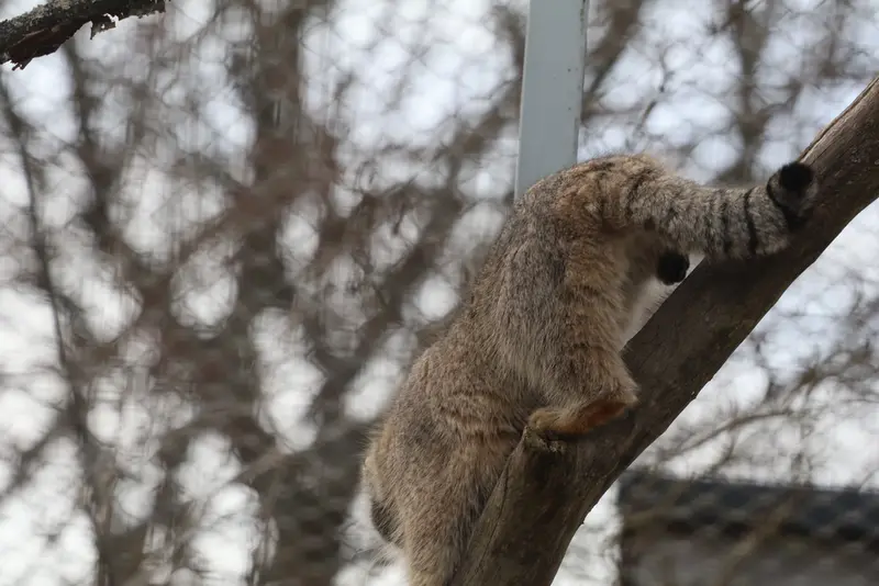 A photograph of Arkas in Korkeasaari Zoo