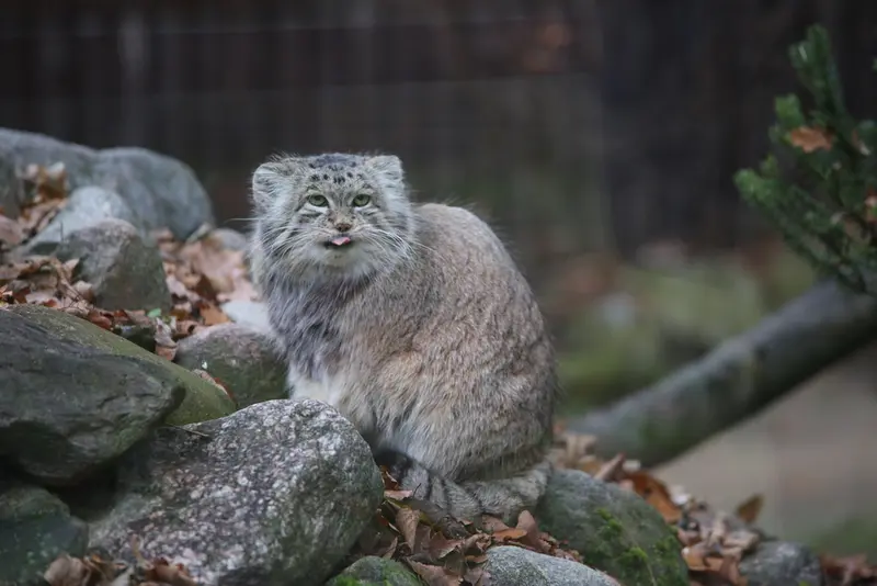 A photograph of Mania in Poznan New Zoo
