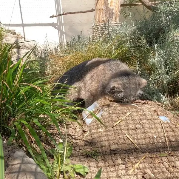 A photograph of a Pallas's cat in Lille Zoo