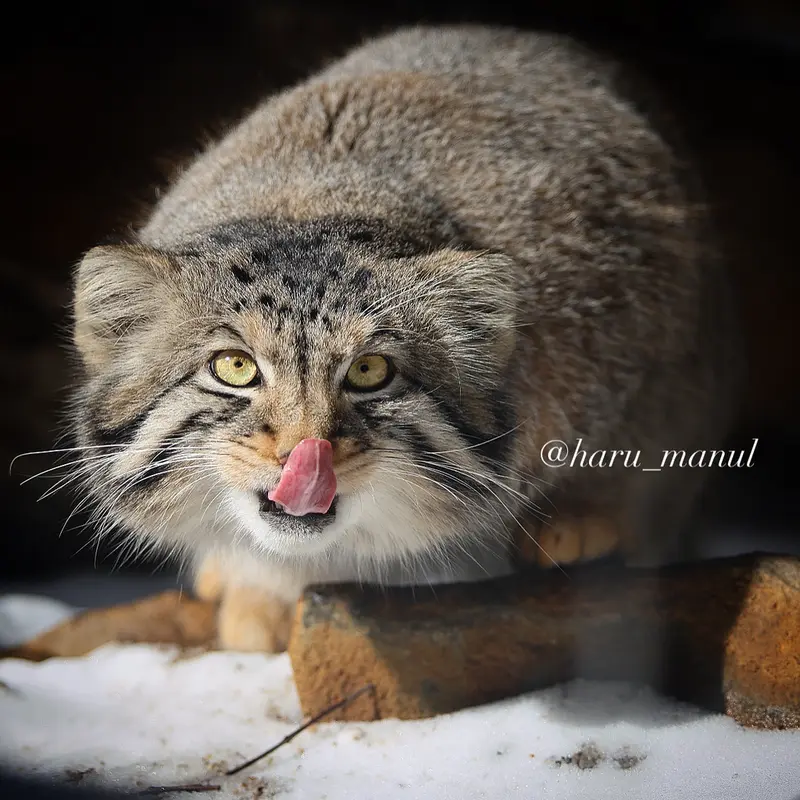 A photograph of Nagomu in Nasu Animal Kingdom
