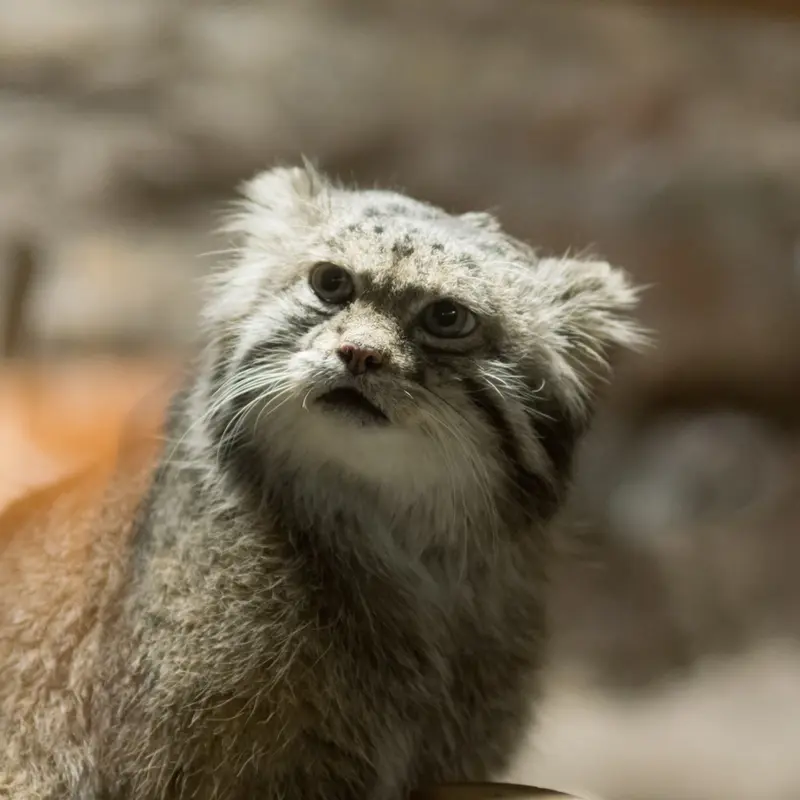 A photograph of Klyon in Ueno Zoological Gardens