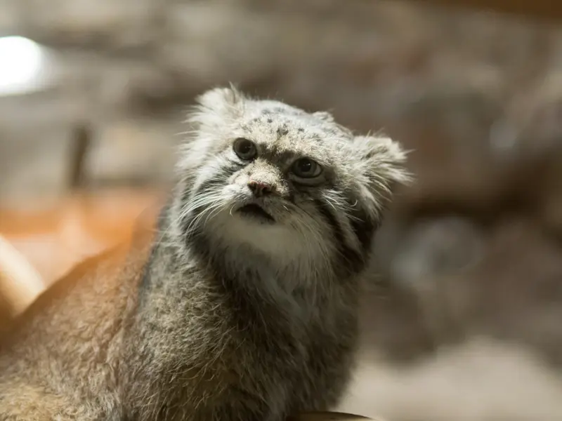 A photograph of Klyon in Ueno Zoological Gardens