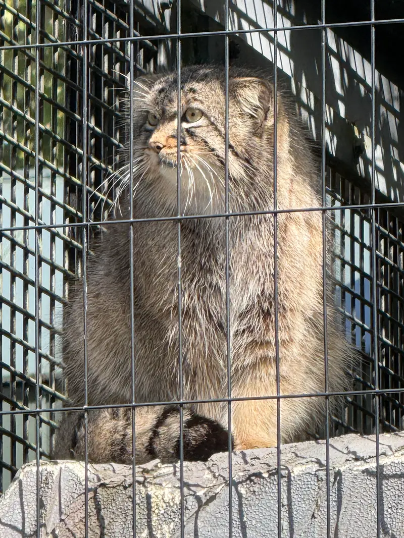 A photograph of Hide in Asahiyama Zoo