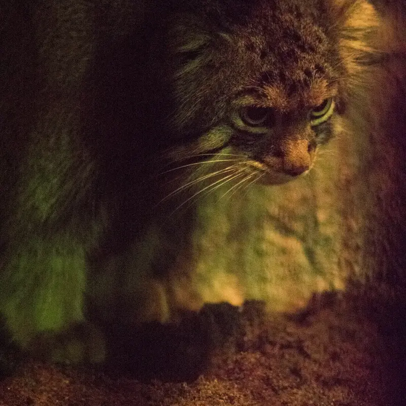 A photograph of Figa in Nogeyama Zoo