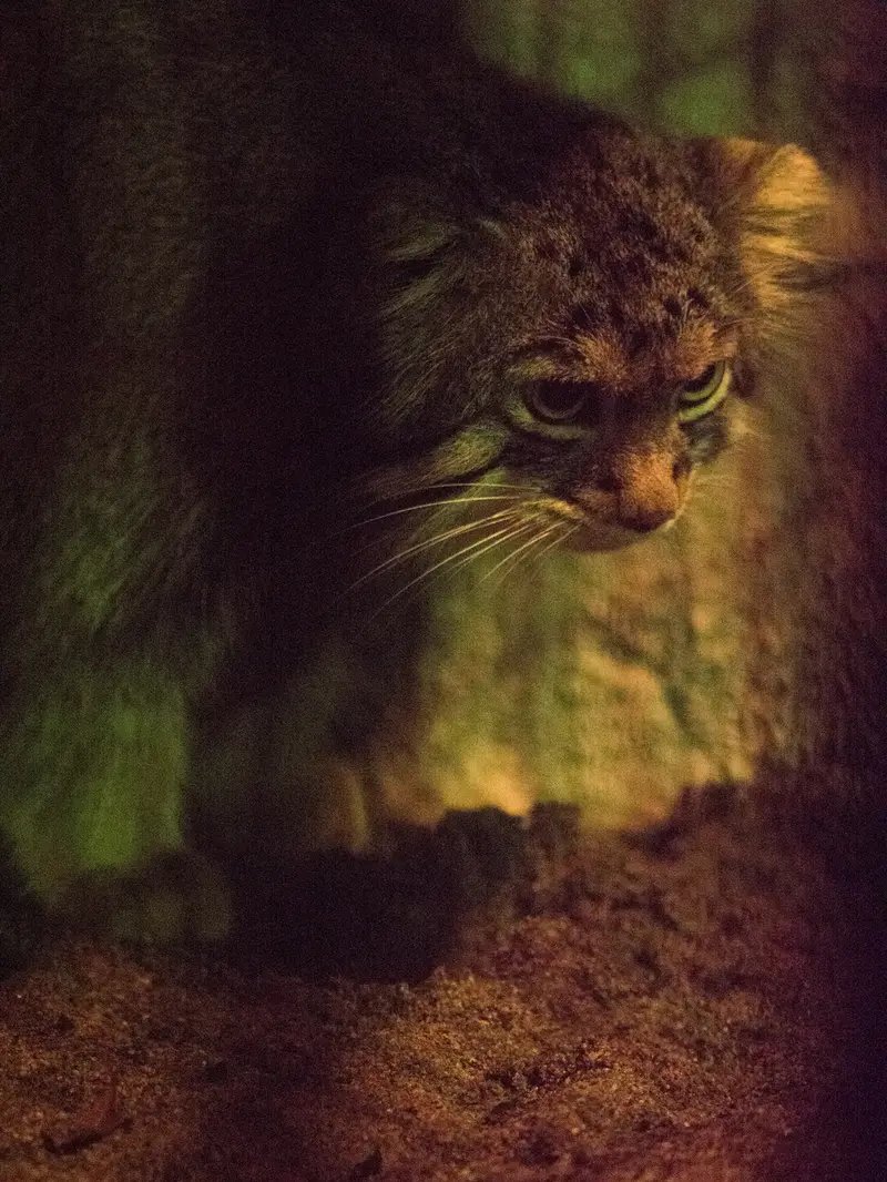 A photograph of Figa in Nogeyama Zoo