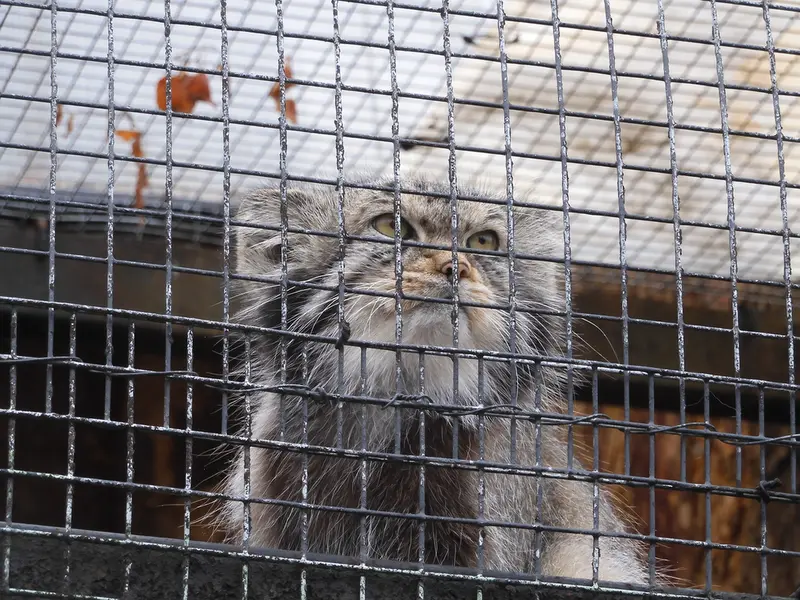 A photograph of a Pallas's cat
