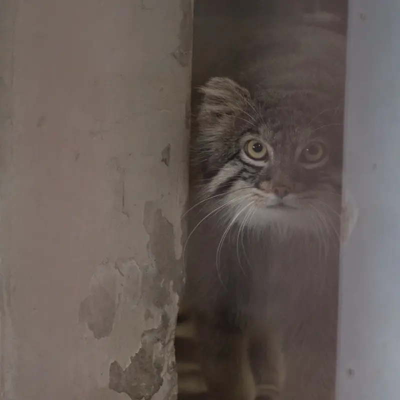 A photograph of Figa in Nogeyama Zoo