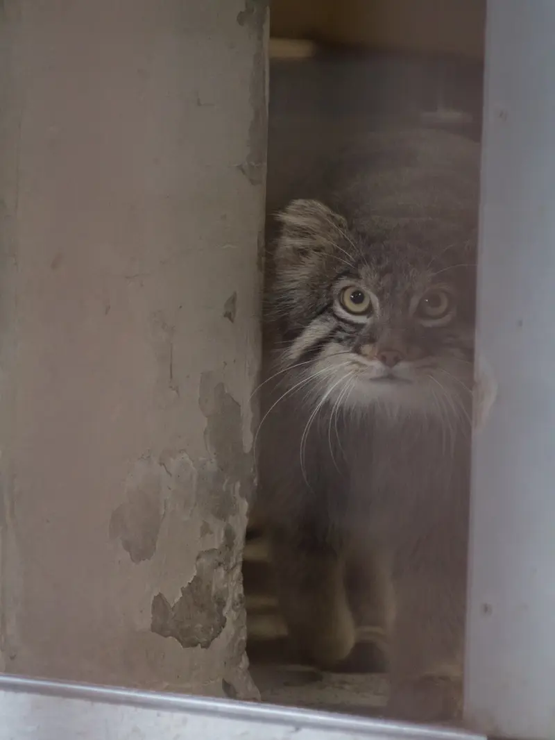 A photograph of Figa in Nogeyama Zoo