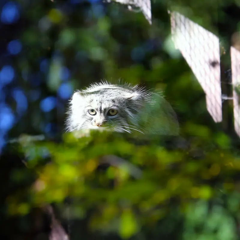 A photograph of Aysen in Košice Zoo