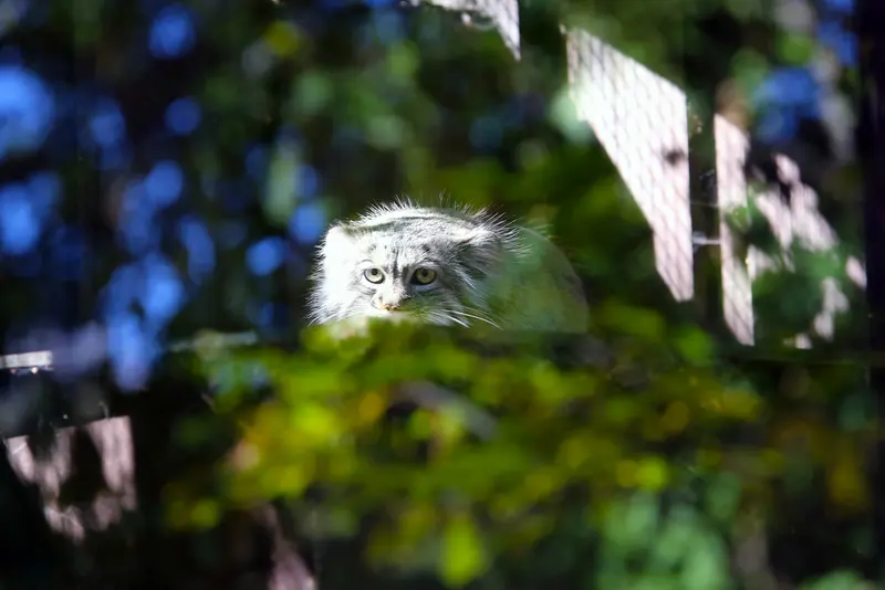 A photograph of Aysen in Košice Zoo