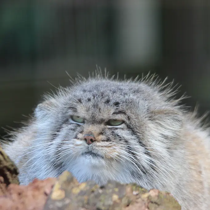 A photograph of Buck in Banham Zoo