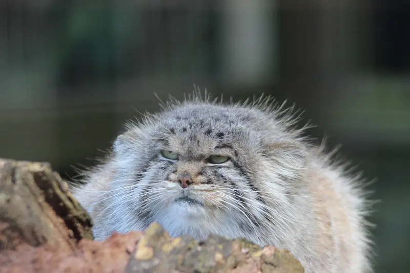 A photograph of Buck in Banham Zoo