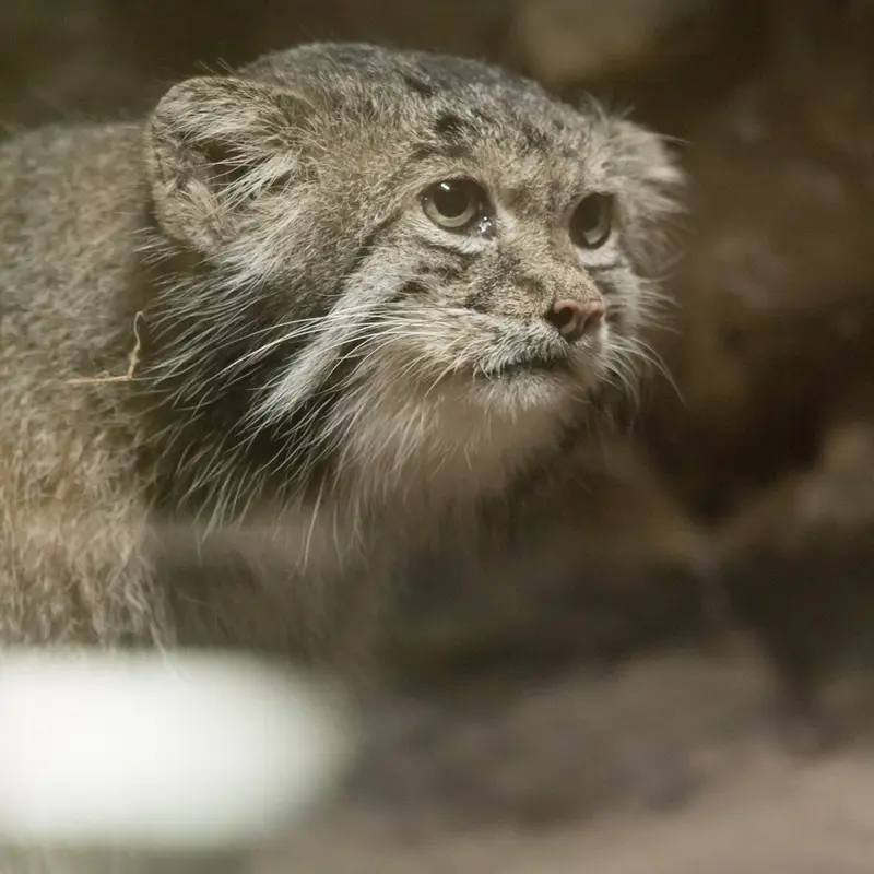 A photograph of Klyon in Ueno Zoological Gardens