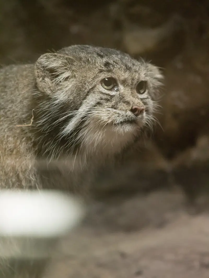 A photograph of Klyon in Ueno Zoological Gardens