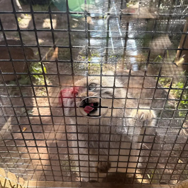 A photograph of Reza in Elmwood Park Zoo