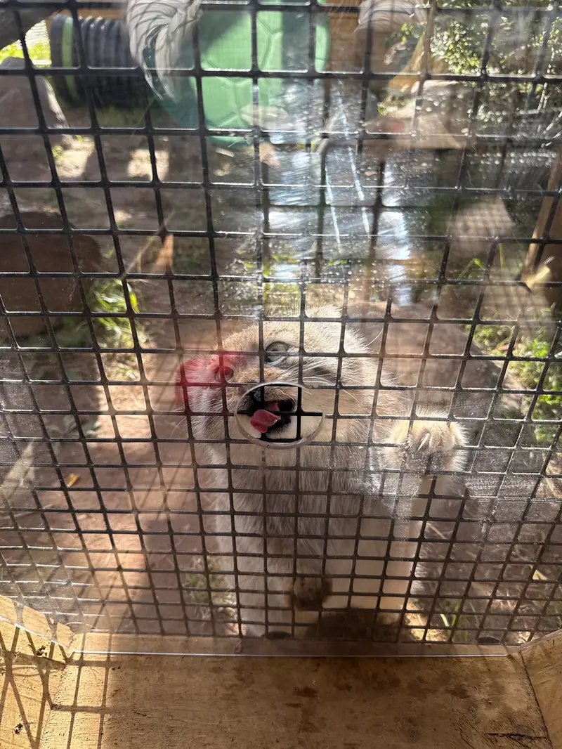 A photograph of Reza in Elmwood Park Zoo