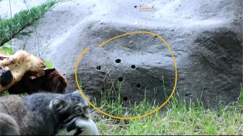 A photograph of a Pallas's cat