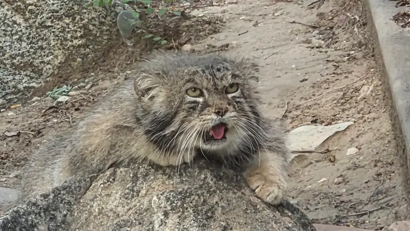 A photograph of a Pallas's cat