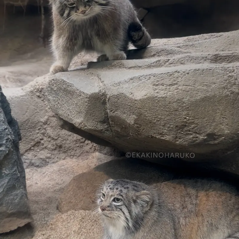 A photograph of Az and Nar in Kobe Animal Kingdom