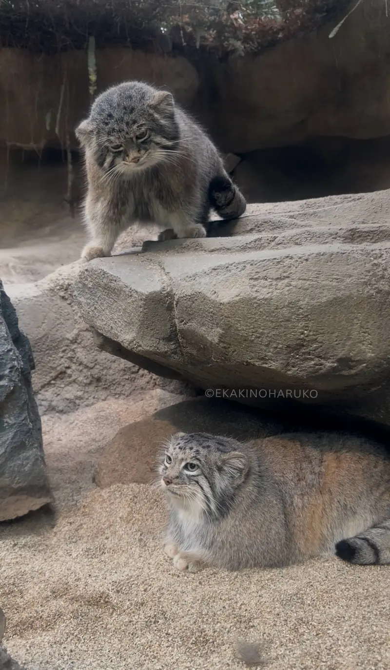 A photograph of Az and Nar in Kobe Animal Kingdom