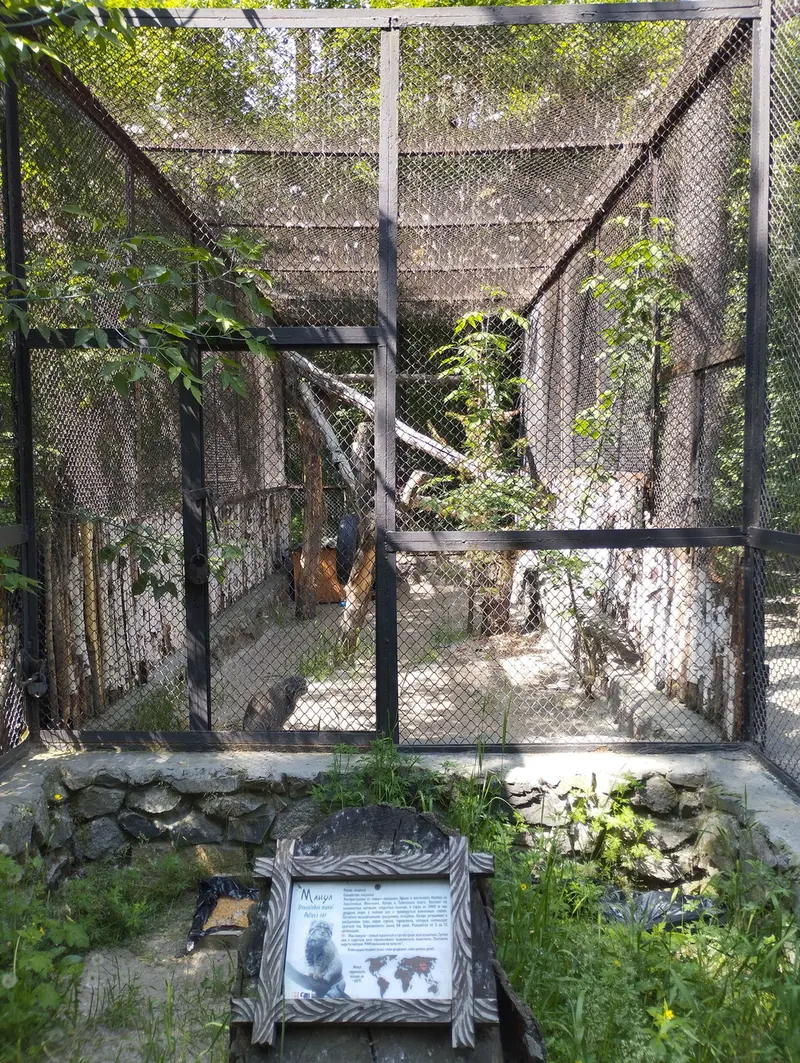 A photograph of a Pallas's cat in Novosibirsk Zoo