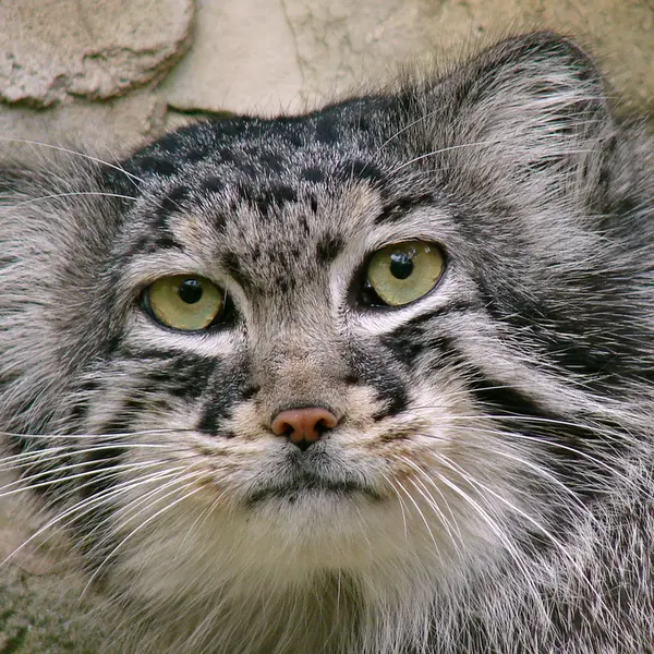 A photograph of Hurst in Riga Zoo