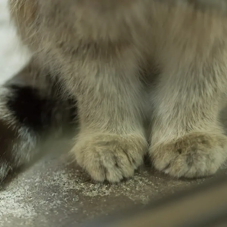 A photograph of Klyon in Ueno Zoological Gardens