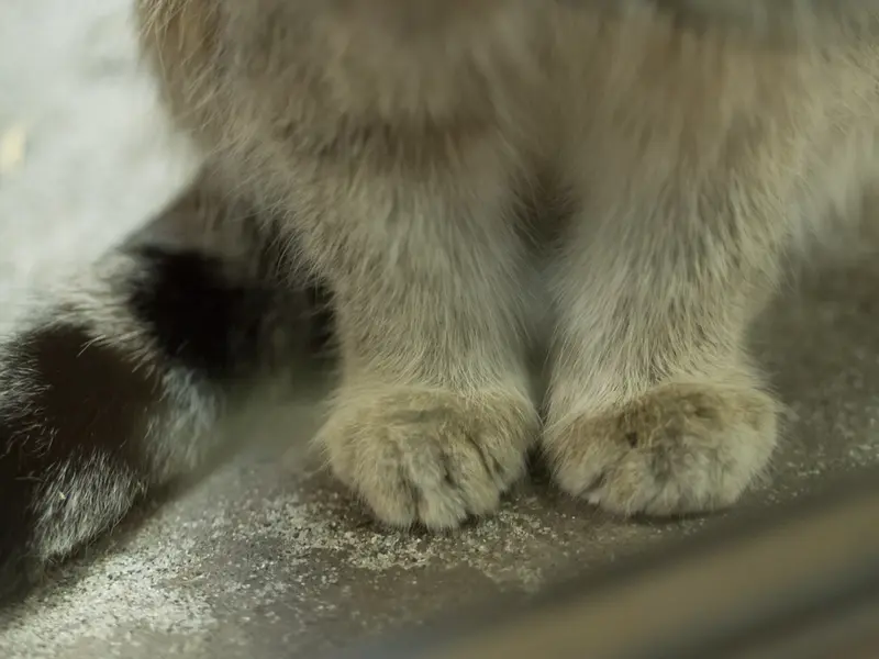 A photograph of Klyon in Ueno Zoological Gardens