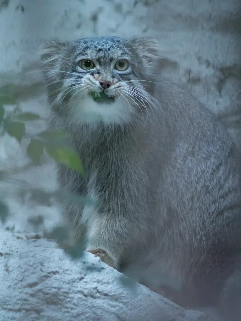 A photograph of Figa in Nogeyama Zoo
