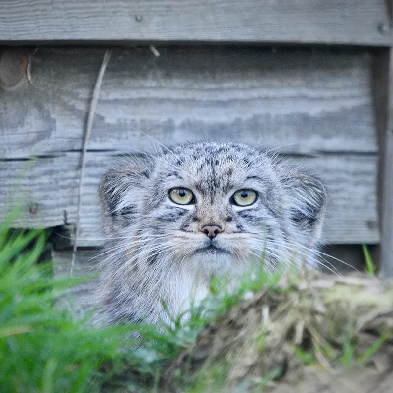 A photograph of Tuya in Port Lympne Wild Animal Park